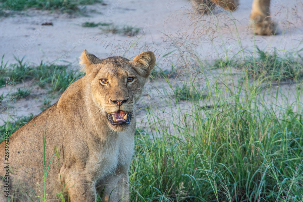 Obraz premium full portrait of a lioness