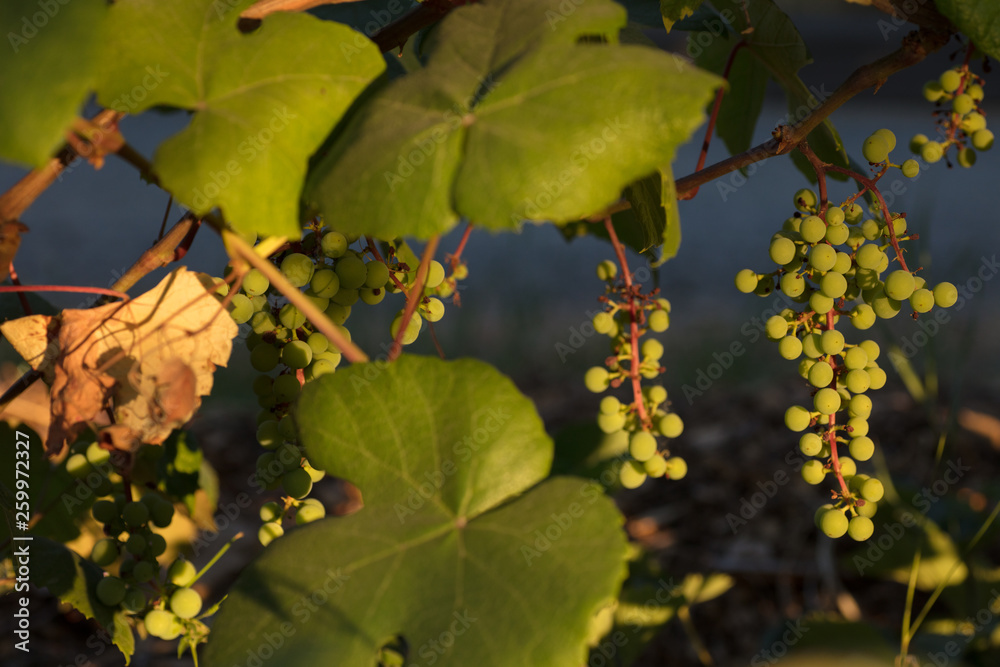 Baby grapes Baby grapes