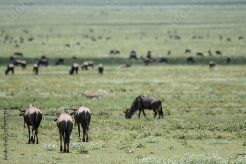 Wildebeest big migration in Ngorongoro in April