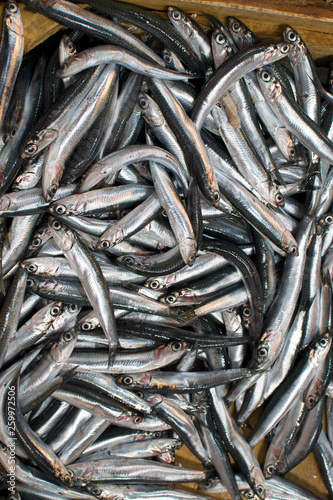 Sprat fish on the counter on the market in Athens, Greece. Large fish market with a huge assortment.