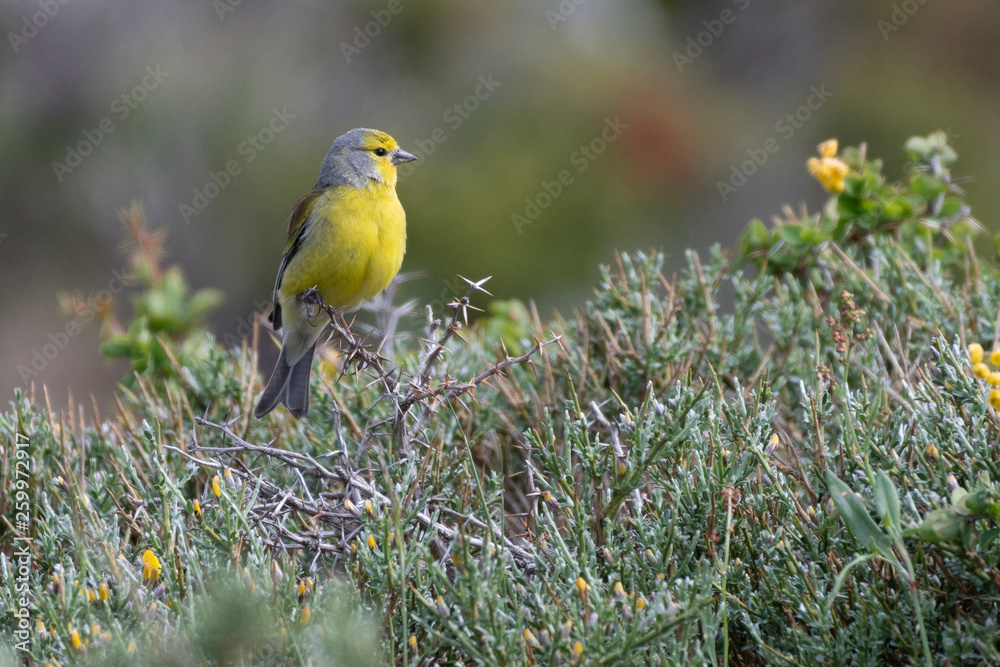 Fototapeta Venturon corse