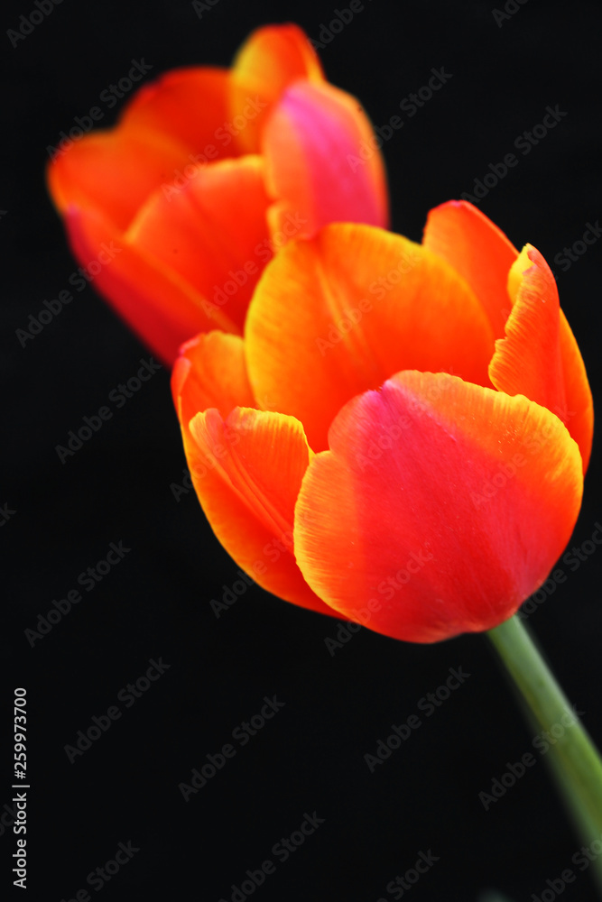 Fototapeta premium Tulip in black background