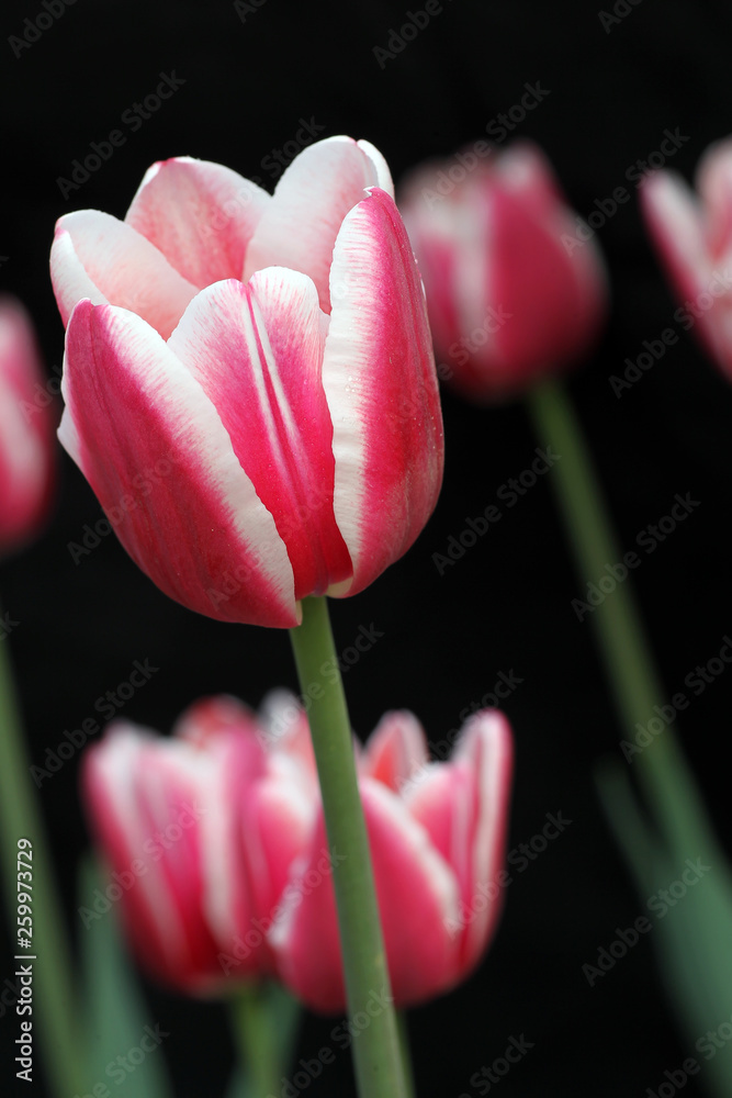 Tulip in black background