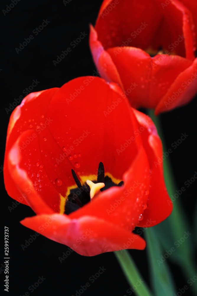 Tulip in black background Tulip in black background