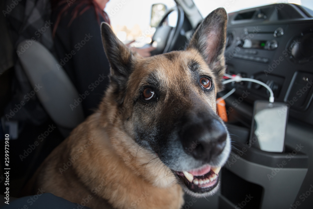 Pets in RV Pets in RV