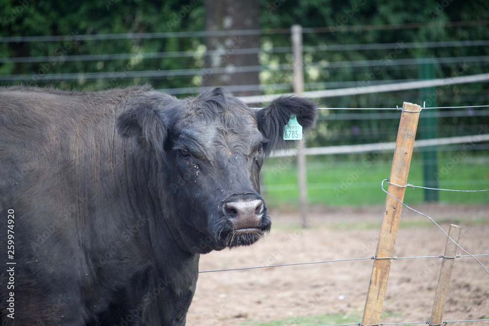 Fototapeta premium Naturaleza, animales