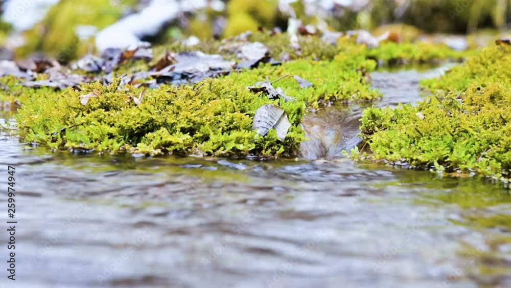 Close-up winter forest cascade stream surrounded by green and petrified moss. High mineral content in mountain water Close-up winter forest cascade stream surrounded by green and petrified moss. High mineral content in mountain water