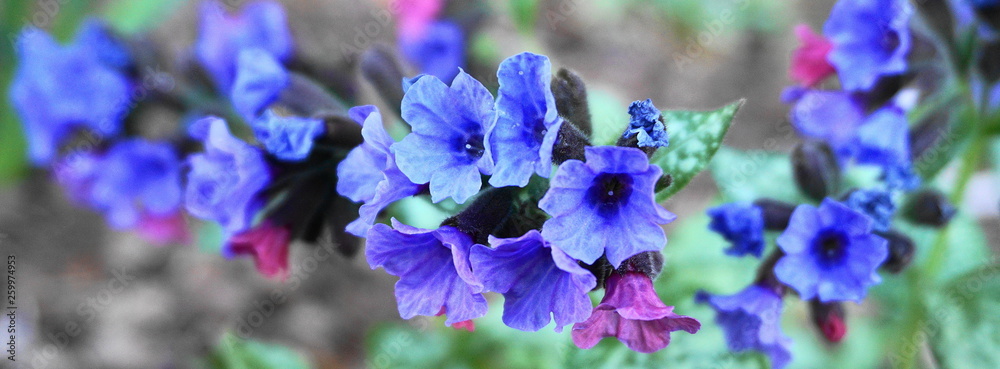 Beautiful pulmonaria flowers on green leaves background close up. Beautiful pulmonaria flowers on green leaves background close up.
