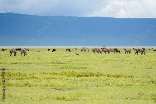 Big migratio nin Ngorongoro in Tanzania © JoseAntonio