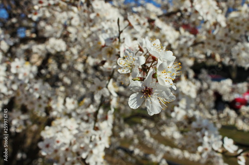 cherry tree blossom