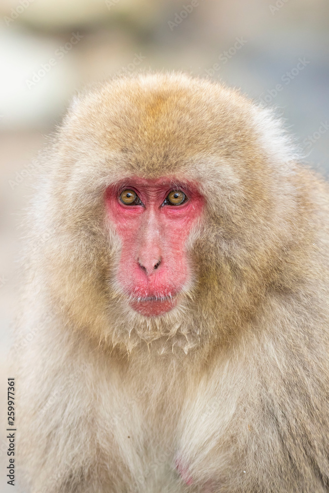 Jigokudani Monkey Park , monkeys bathing in a natural hot spring at Nagano , Japan Jigokudani Monkey Park , monkeys bathing in a natural hot spring at Nagano , Japan