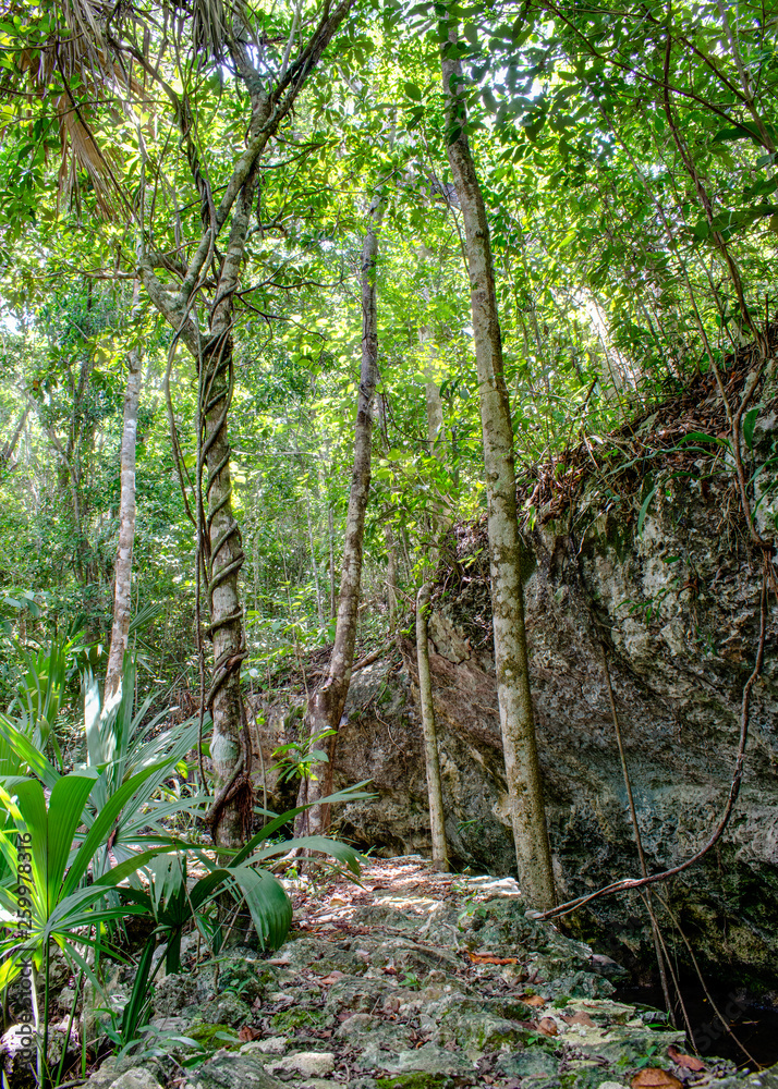 Wald um Cenote in Sacbe, Playa del Carmen, Mexiko Wald um Cenote in Sacbe, Playa del Carmen, Mexiko