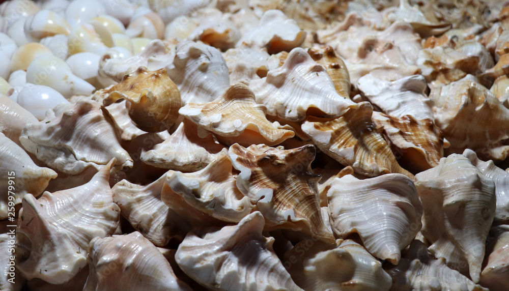  Sea shells in the market. Conch shells at Puri sea beach evening market. Beautiful marine shells.