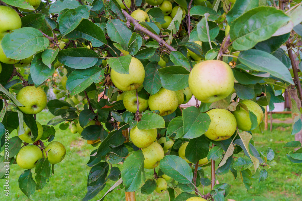 Green apples on a branch of an apple tree. Green apples on a branch of an apple tree.