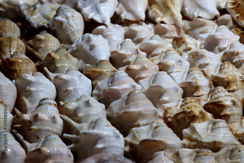 Sea shells in the market. Conch shells at Puri sea beach evening market. Beautiful marine shells. Sea shells in the market. Conch shells at Puri sea beach evening market. Beautiful marine shells.