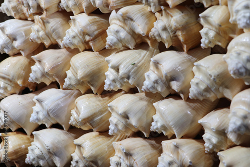  Sea shells in the market. Conch shells at Puri sea beach evening market. Beautiful marine shells.