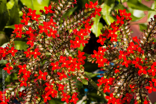 Beautiful assorted flowers of Spring in Galveston, Texas