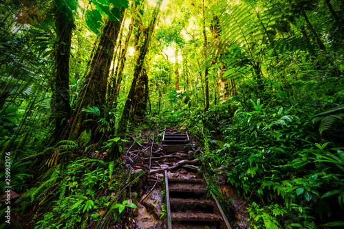 Staircase in Guadeloupe jungle © Gabriele Maltinti