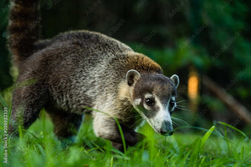 Obraz premium Nahaufnahme eines neugierigen mexikanischen Nasenbaeren, Coati