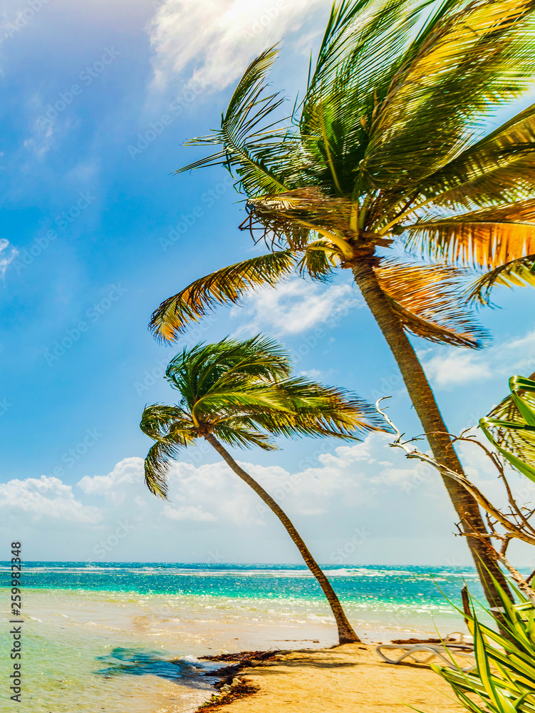 Palm trees by the sea in La Caravelle beach in Guadeloupe Palm trees by the sea in La Caravelle beach in Guadeloupe