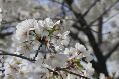 DC Cherry Blossom 4