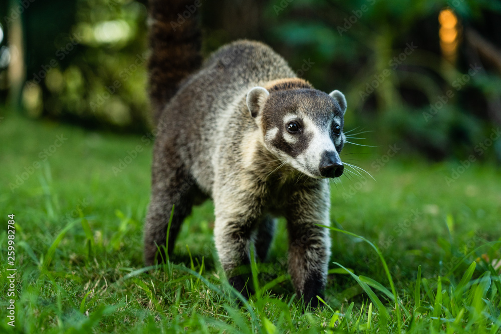 Fototapeta premium Nahaufnahme eines mexikanischen Nasenbaeren, Coati im Gras