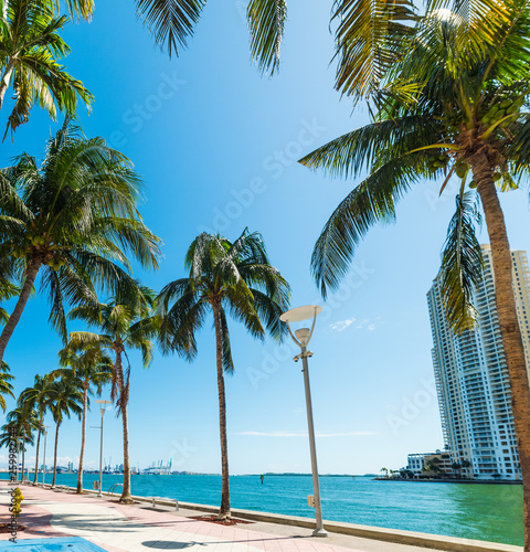 Palm trees on Miami river walk under a shining sun © Gabriele Maltinti