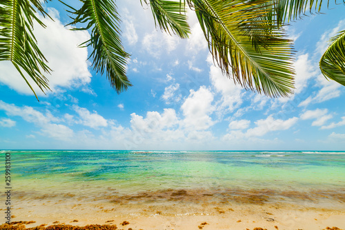 Fototapeta Naklejka Na Ścianę i Meble -  Clear water and palm trees in a tropical beach