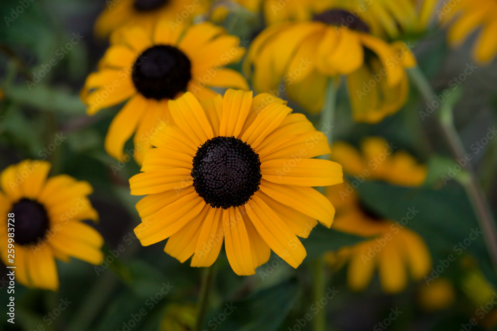 Black eye susan flower bloom. Black eye susan flower bloom.