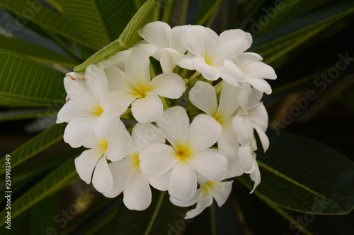 Flower Plumeria with green leaves on blurred background. White flowers with yellow at center