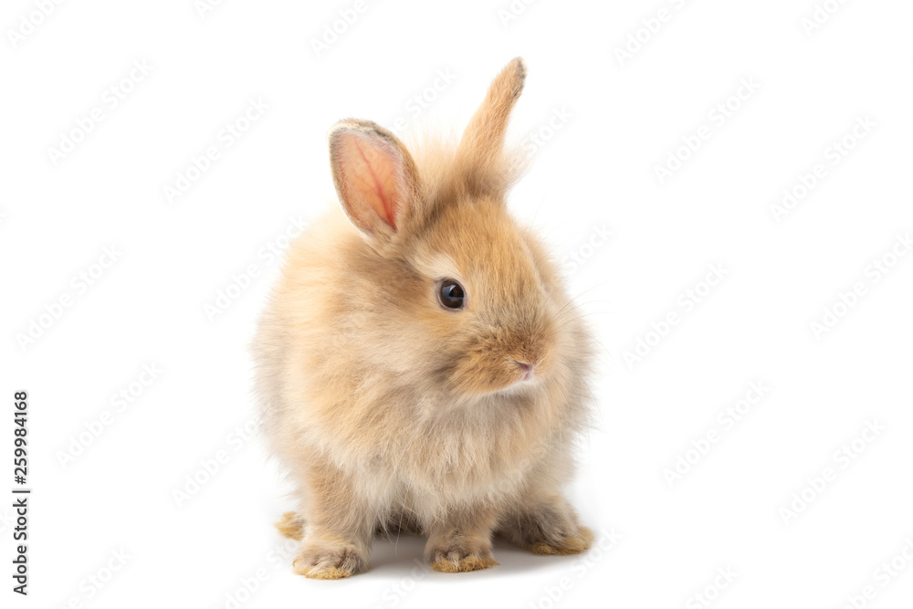 Brown adorable baby rabbit on white background.