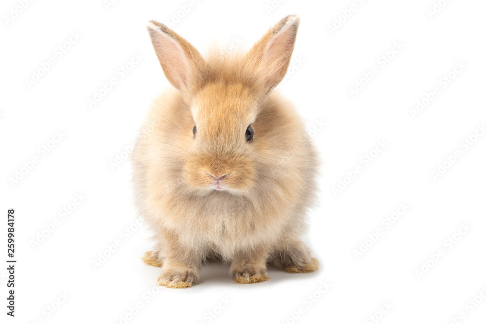 Brown adorable baby rabbit on white background.