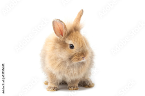 Brown adorable baby rabbit on white background.