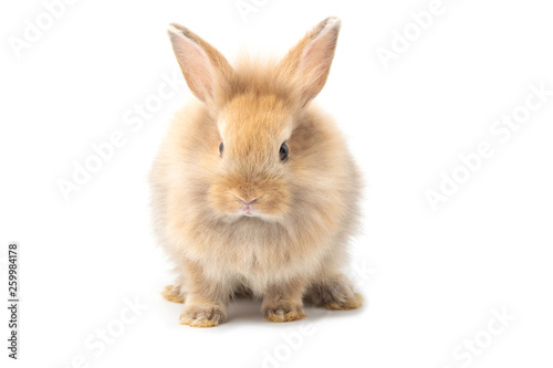 Brown adorable baby rabbit on white background.