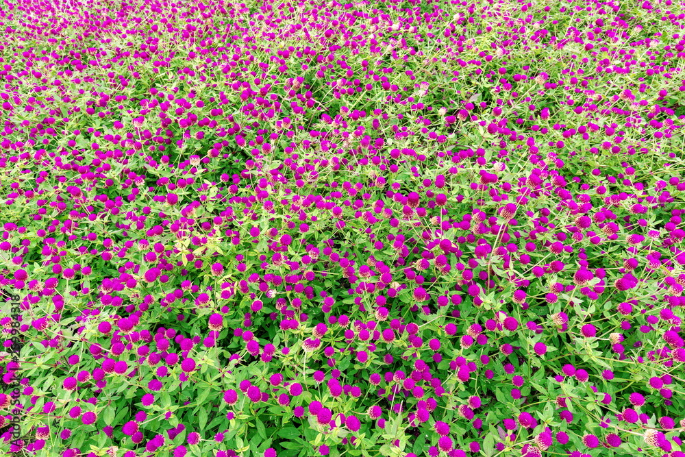 Amaranth flowers (purple red flower)