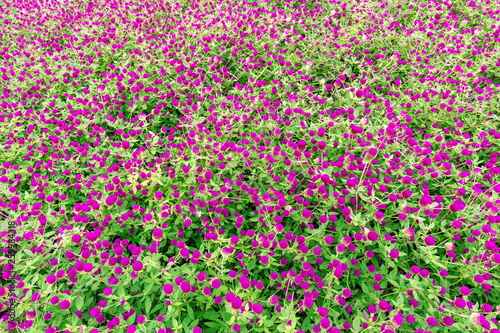 Amaranth flowers (purple red flower)