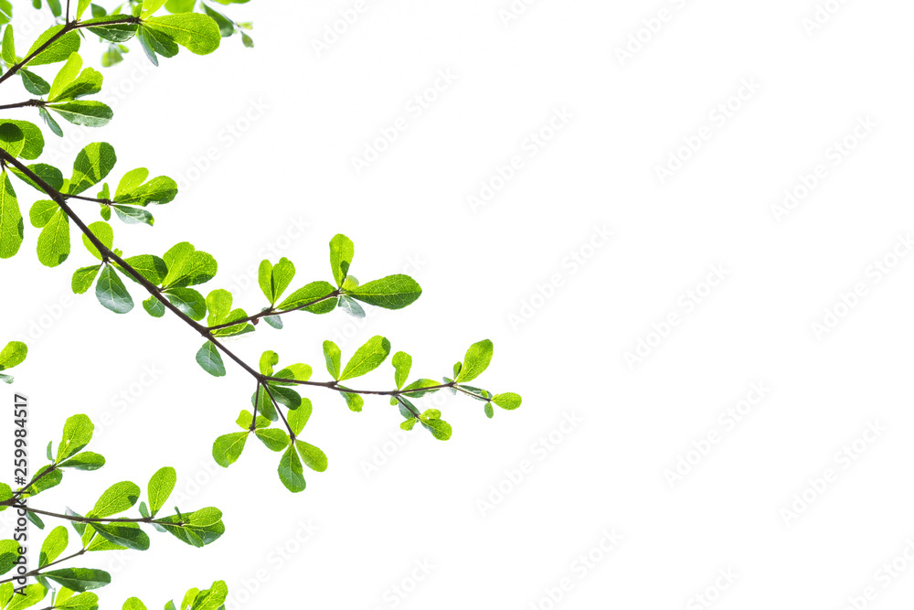 Green Leaves isolated on white background concept ,clipping paths Green Leaves isolated on white background concept ,clipping paths