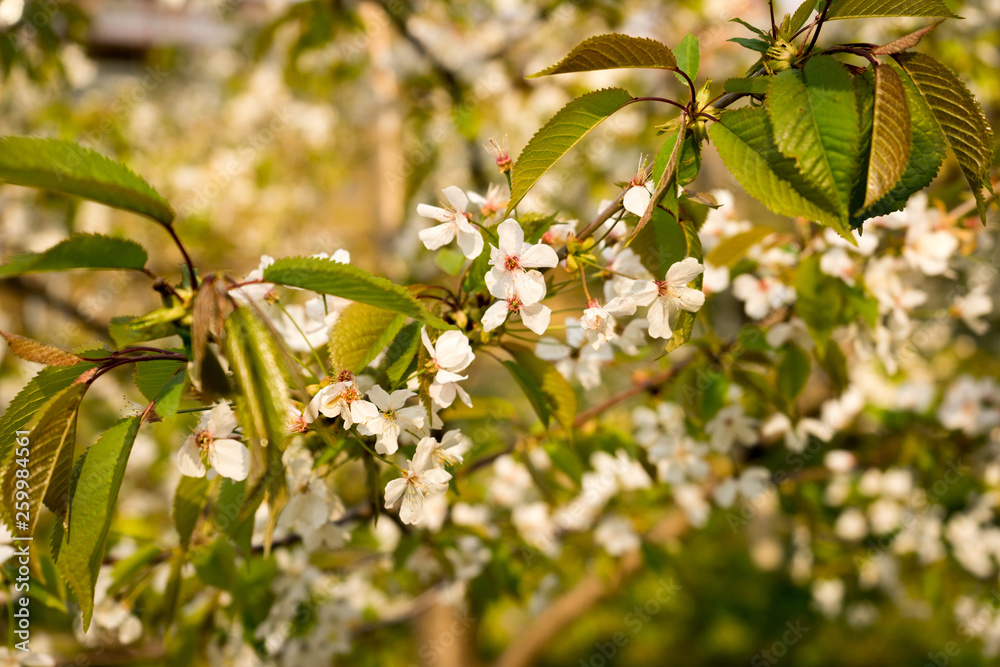 Cherry blossom, spring, southern Slovenia, public park