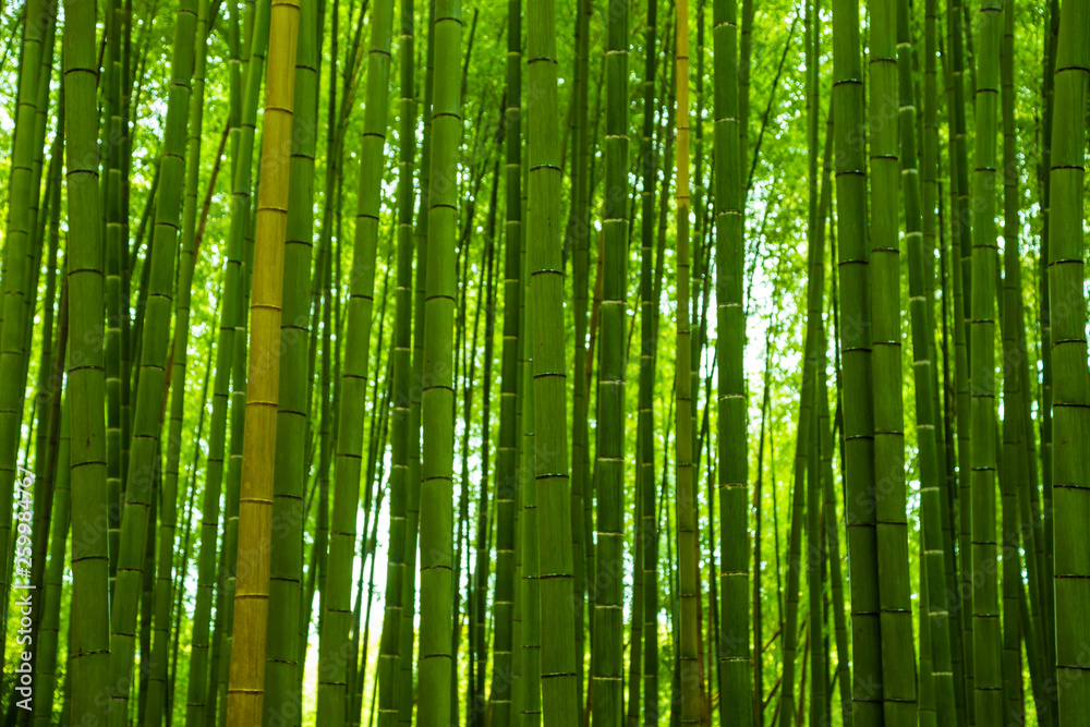 Arashiyama city of bamboo forest travel with pathway Arashiyama city of bamboo forest travel with pathway