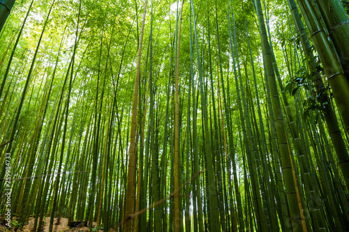 Arashiyama city of bamboo forest travel with pathway