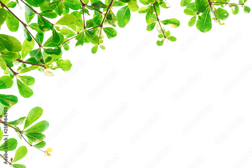 Green Leaves isolated on white background concept ,clipping paths