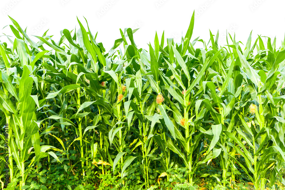 Corn garden isolated on white background Corn garden isolated on white background