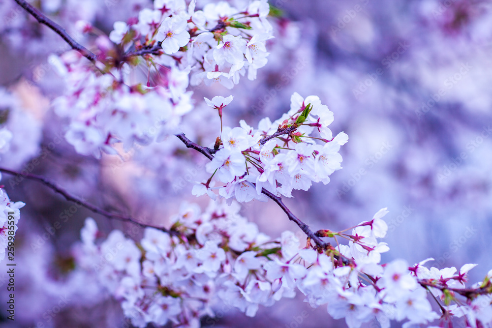 日本　花見　さくら　吹雪　リラックス　綺麗　美しい　花びら　春