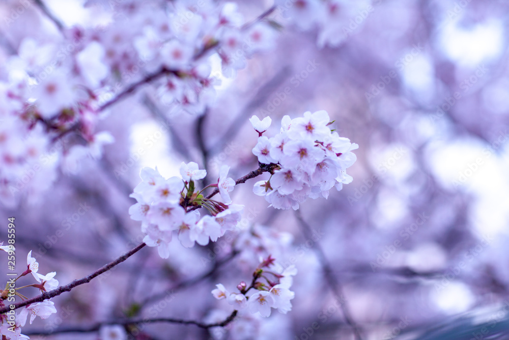 Obraz premium 日本 花見 さくら 吹雪 リラックス 綺麗 美しい 花びら 春