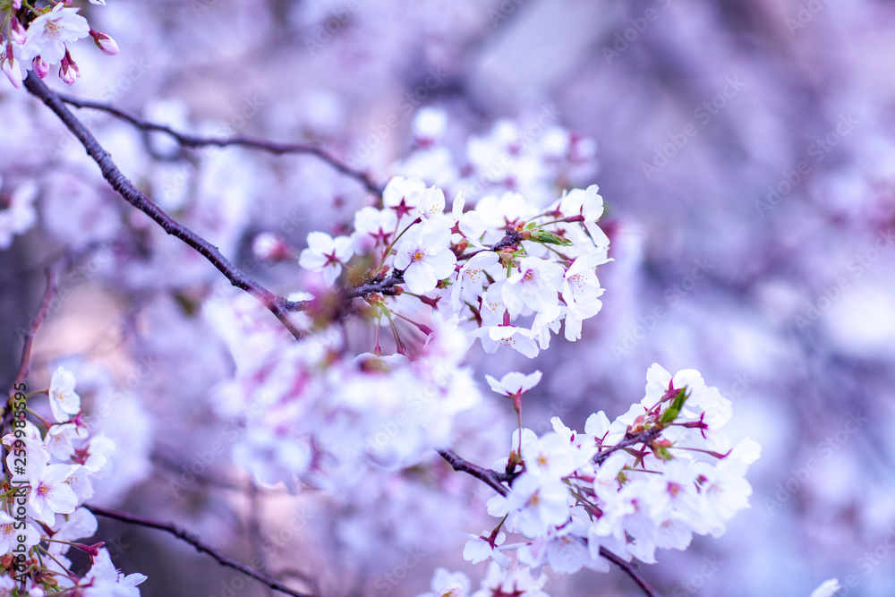 Obraz premium 日本 花見 さくら 吹雪 リラックス 綺麗 美しい 花びら 春