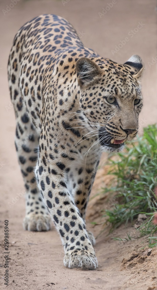 Cape leopard wildcat walking on a sandy path Cape leopard wildcat walking on a sandy path