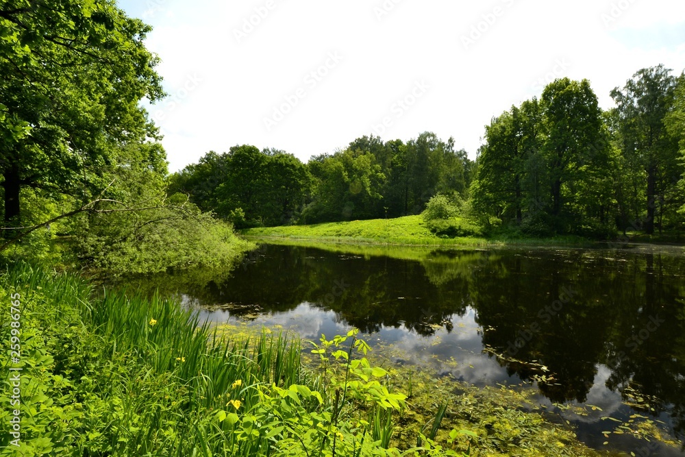 Lake in the Park in spring