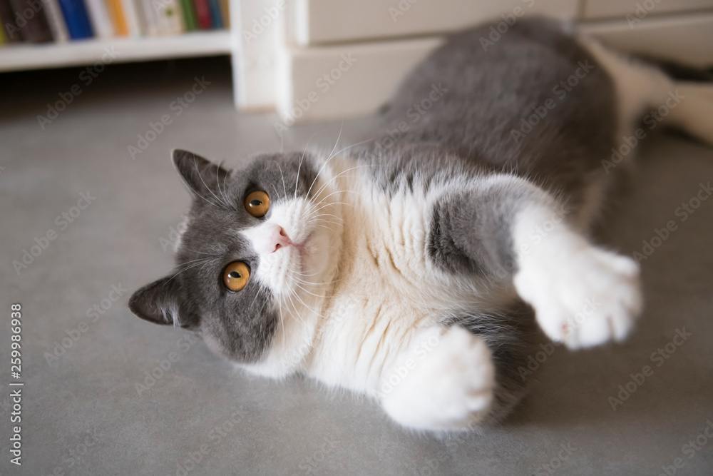 Cute British short-haired cat, indoor shooting