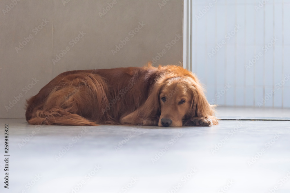 Golden Retriever Dog lying on the ground