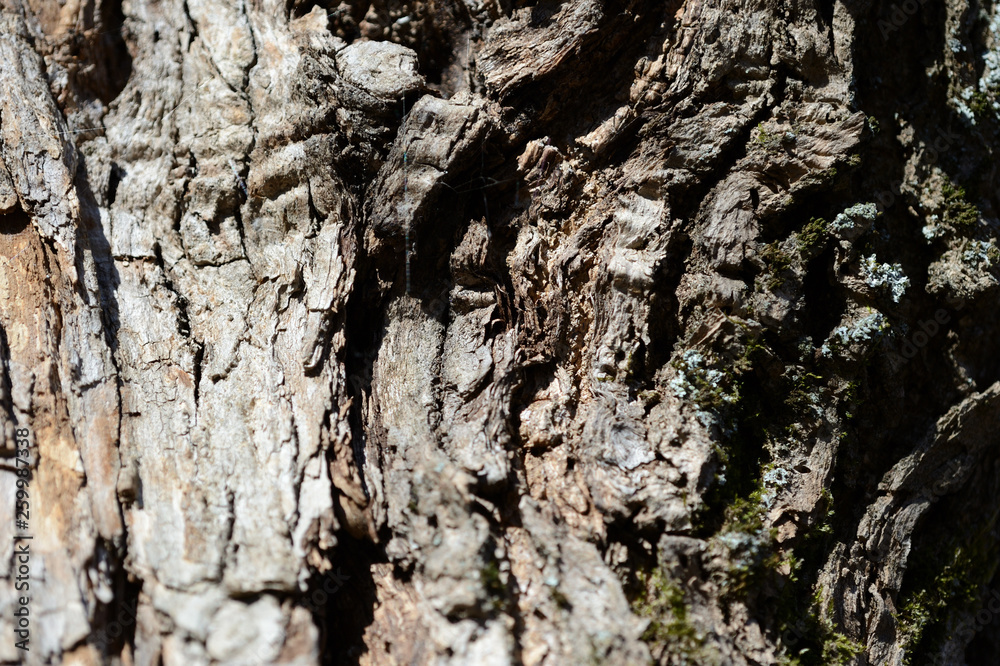 The bark of an old tree lit by the sun as a texture and background The bark of an old tree lit by the sun as a texture and background